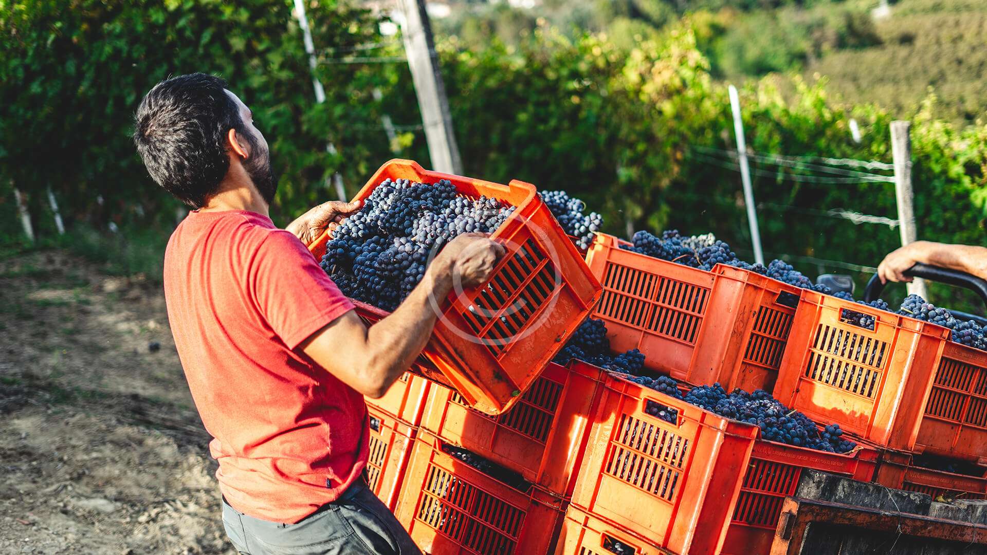 Wine Harvest